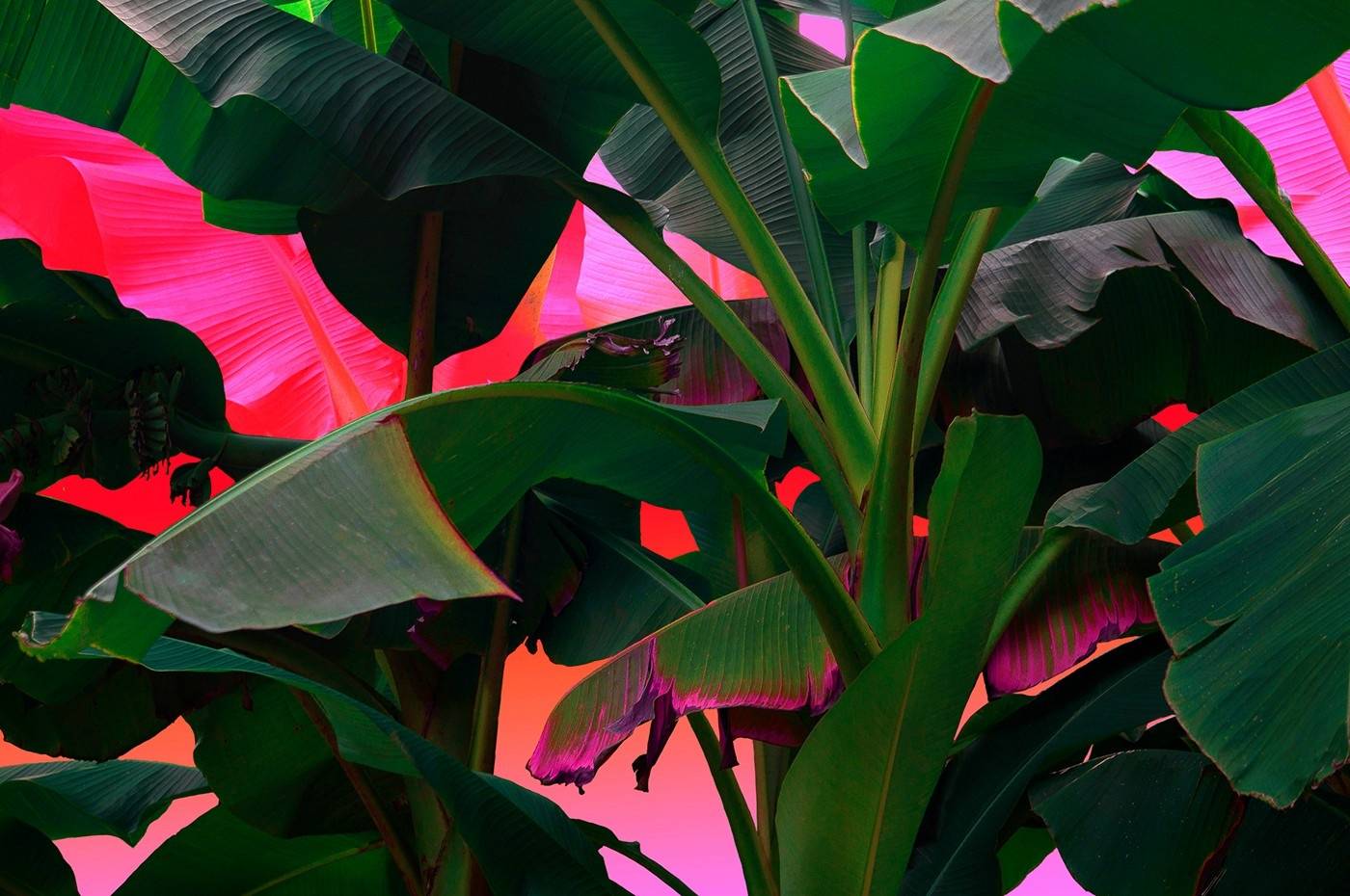 寫微信公眾號(hào)的,都是下九流!-鋒巢網(wǎng)