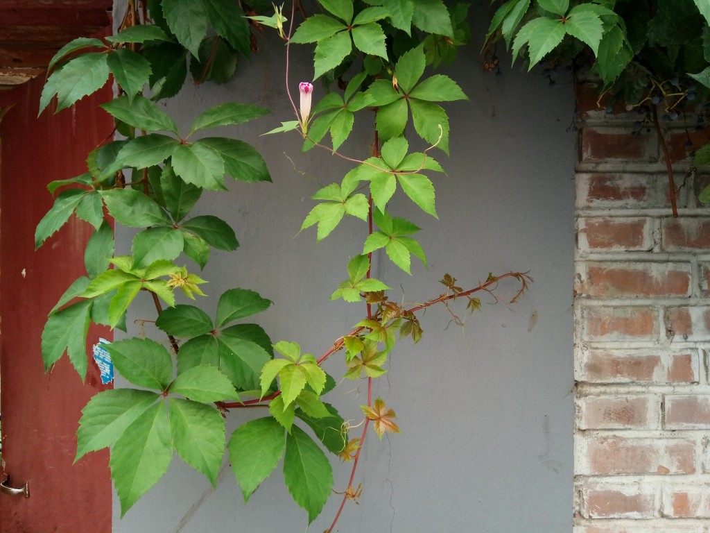 5000mAh大容量電池+雙鏡頭設計 華碩電神4評測-鋒巢網