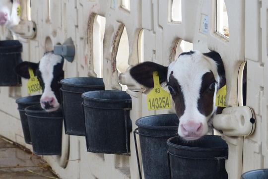 實體經(jīng)濟是壓艙“金磚”,蒙牛盧敏放想告訴世界什么?-鋒巢網(wǎng)