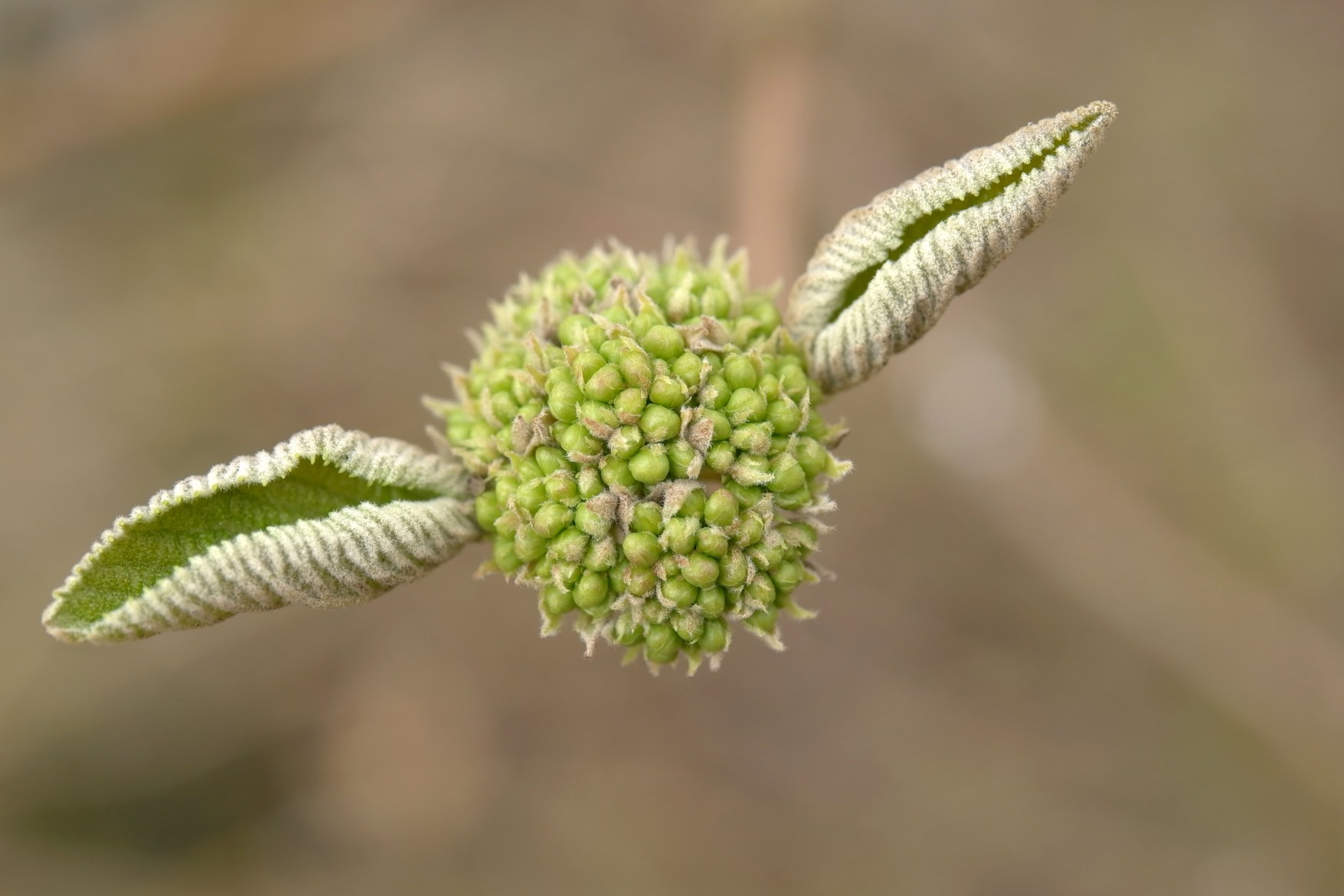 Leica 發(fā)布 Elpro 52 高品質(zhì)近攝鏡頭，工藝精湛，堪稱(chēng)完美！-鋒巢網(wǎng)