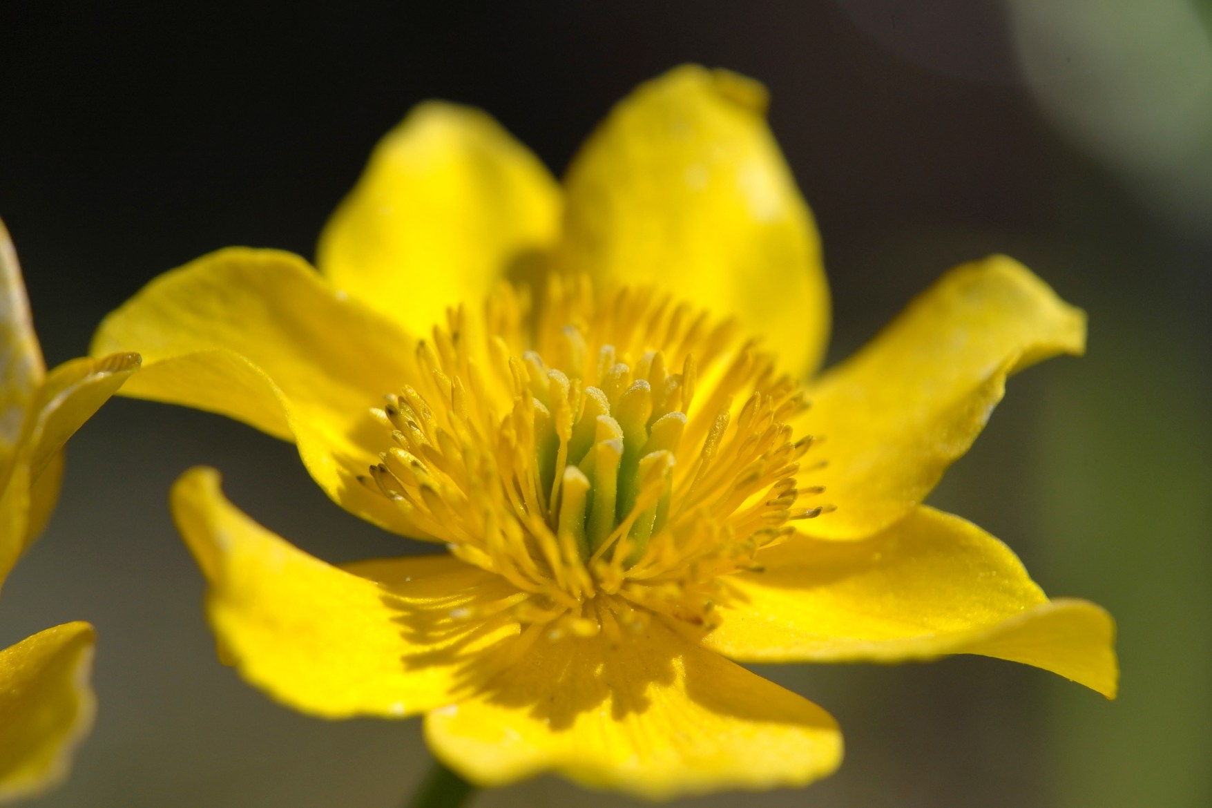 Leica 發(fā)布 Elpro 52 高品質(zhì)近攝鏡頭，工藝精湛，堪稱(chēng)完美！-鋒巢網(wǎng)