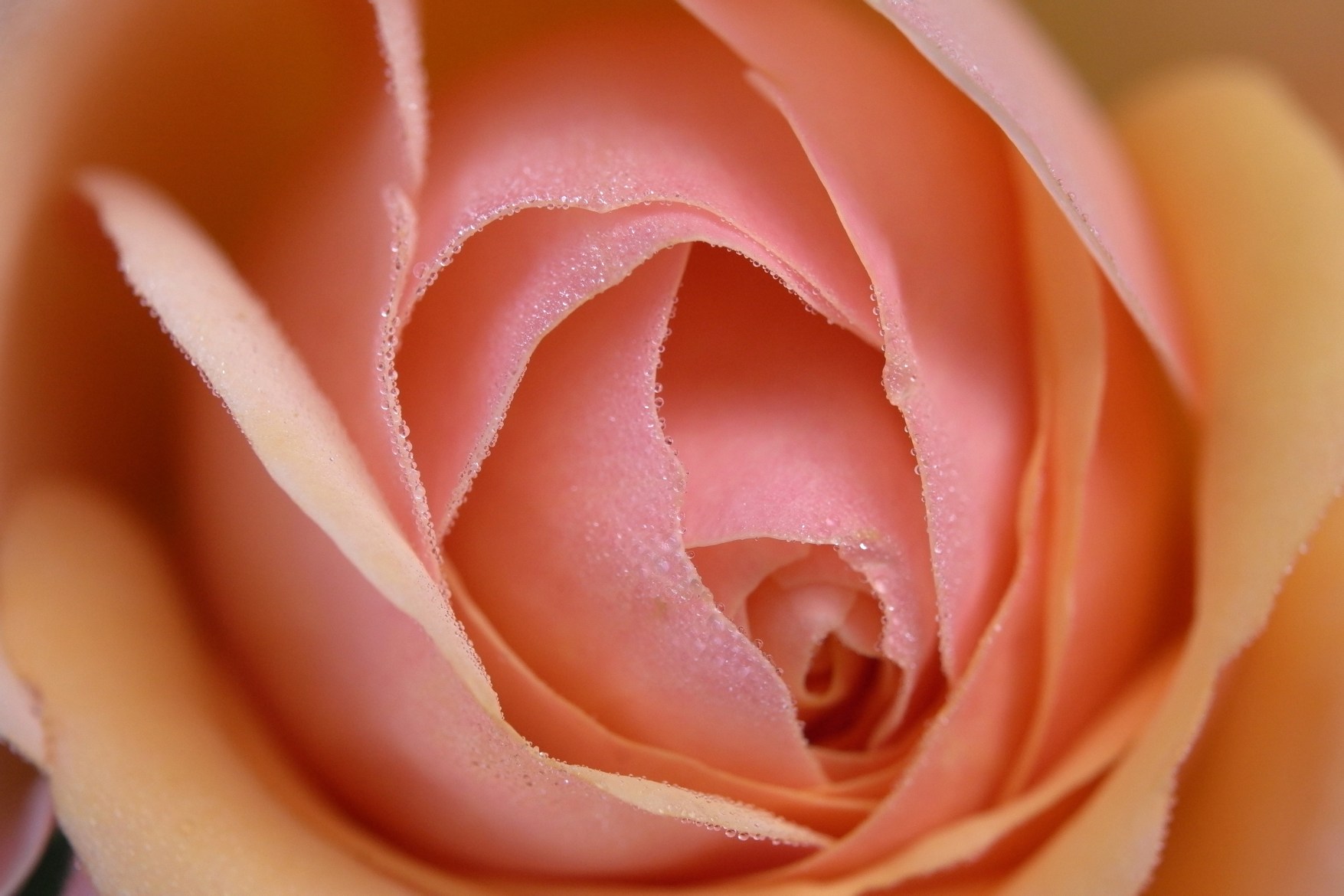 Leica 發(fā)布 Elpro 52 高品質(zhì)近攝鏡頭，工藝精湛，堪稱(chēng)完美！-鋒巢網(wǎng)