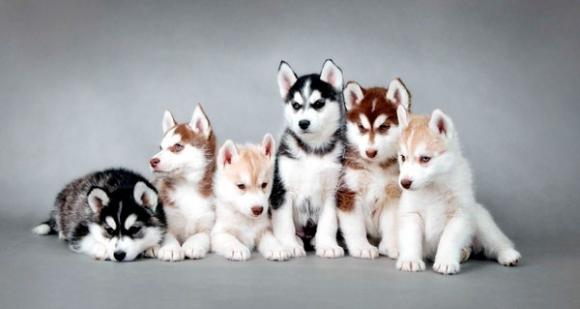 寵物也瘋狂-鋒巢網