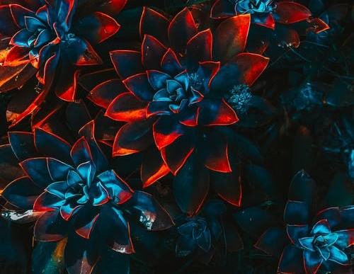 美國(guó):平權(quán)之斗,血淚之爭(zhēng)-鋒巢網(wǎng)