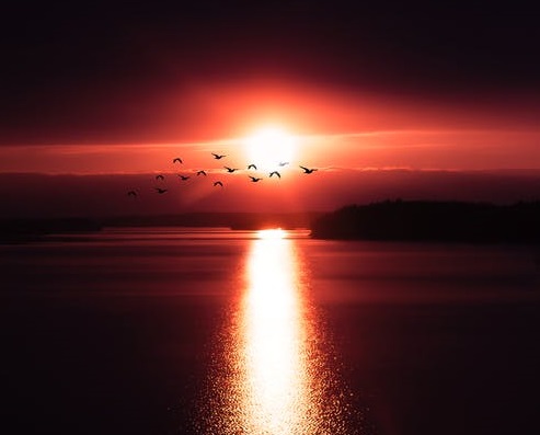 字節跳動的IP野心-鋒巢網