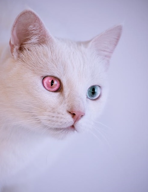 帶血的“寵物吃播”圈錢生意-鋒巢網(wǎng)