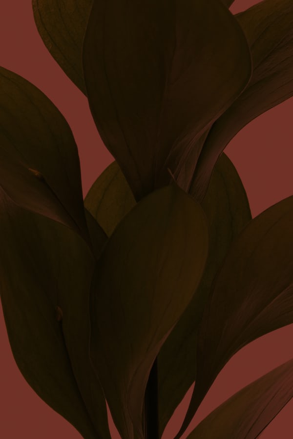 互聯網新造車三劍客難敵一個特斯拉?-鋒巢網