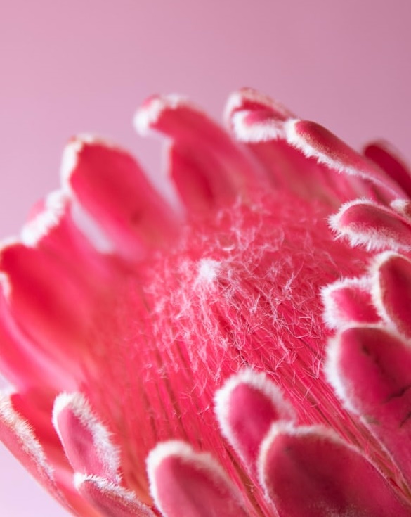 糖水變燕窩,養生大騙局-鋒巢網