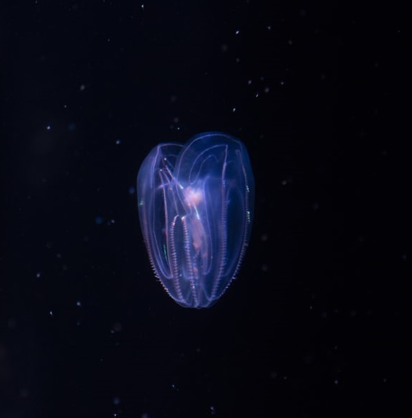 誰在幫馬斯克封神?-鋒巢網