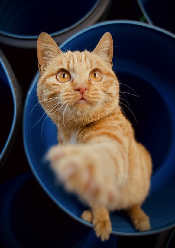 90后打工人:只想戀愛不想結婚,用養貓代替生娃-鋒巢網