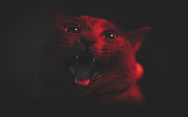 “蔚來”神教-鋒巢網