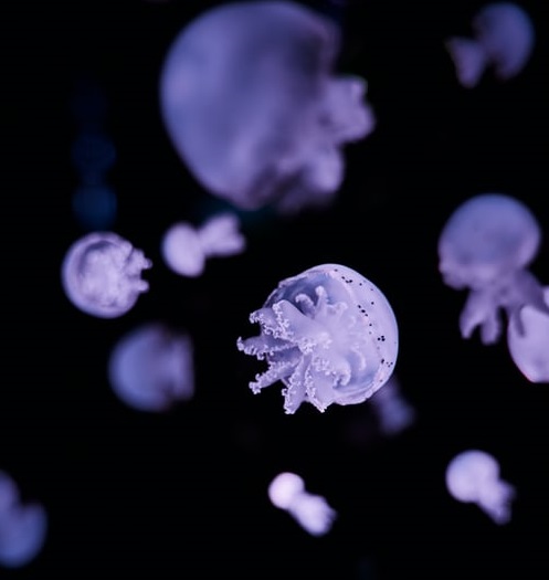 米聊復活，雷軍還沒放棄的社交夢-鋒巢網