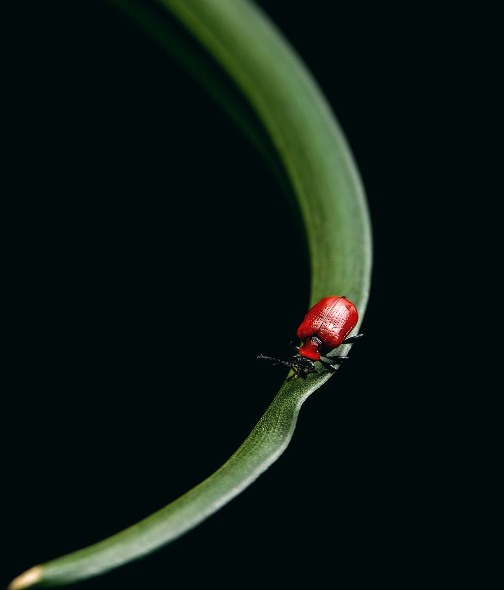 手機廠商死于太聰明-鋒巢網