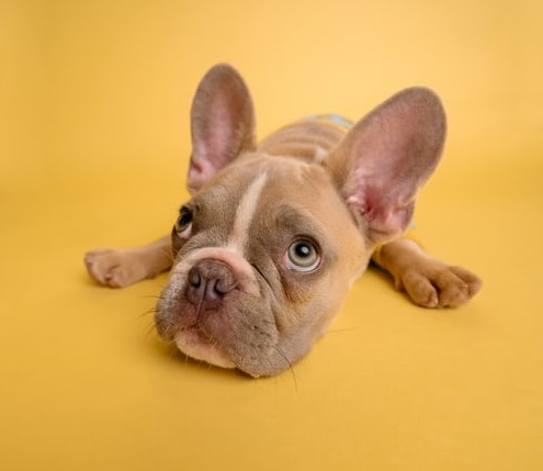 寶,你懂舔狗文學(xué)嗎?-鋒巢網(wǎng)